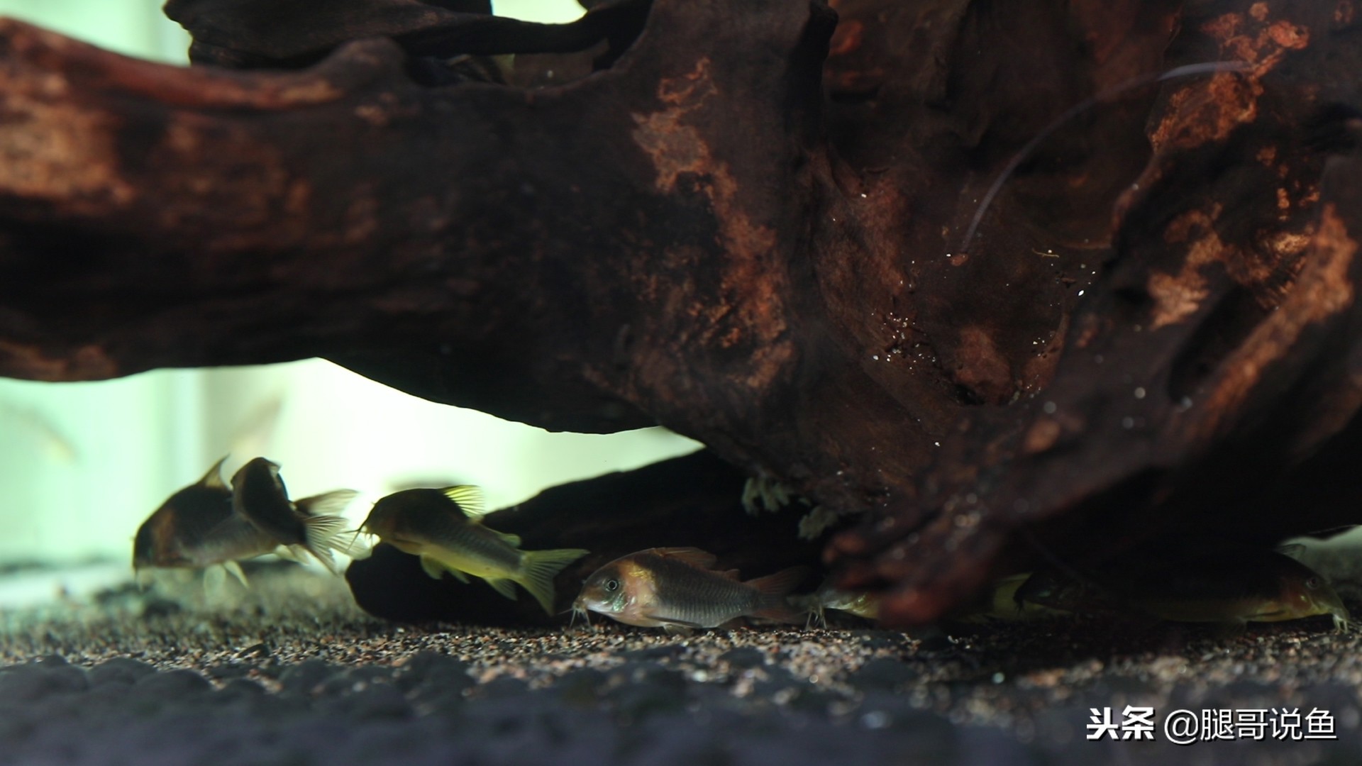 适合新手养的大型鼠鱼,可以拿来当观赏鱼养的食用鱼