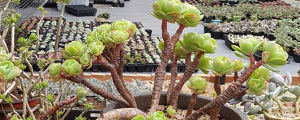 多肉熊童子开花怎么处理,魔法师多肉开花怎么处理