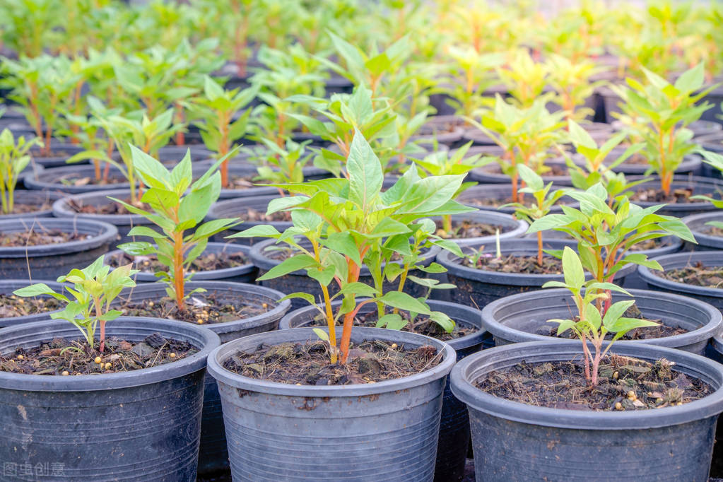 苗木冬季养护标准,盛夏园林苗木养护