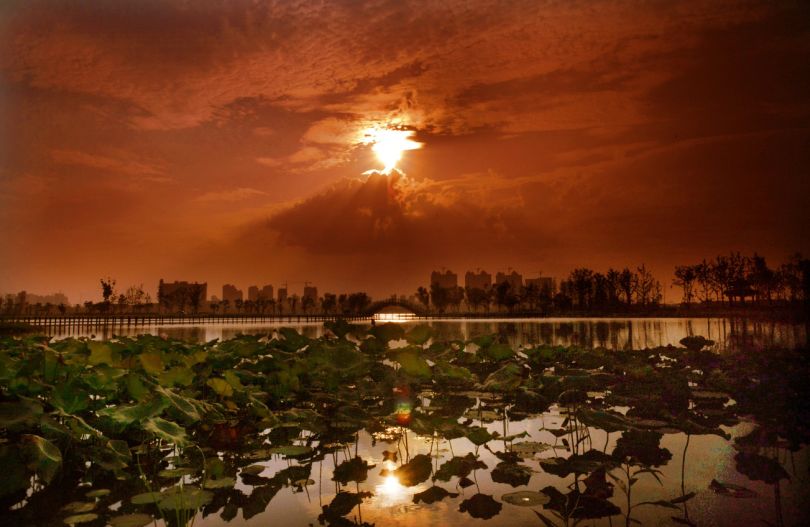 常德，那些惊艳夏日的荷花