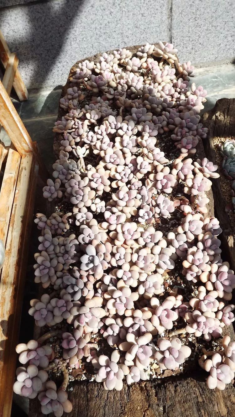 爱机车，爱多肉，宝妈花姐的诗和远方