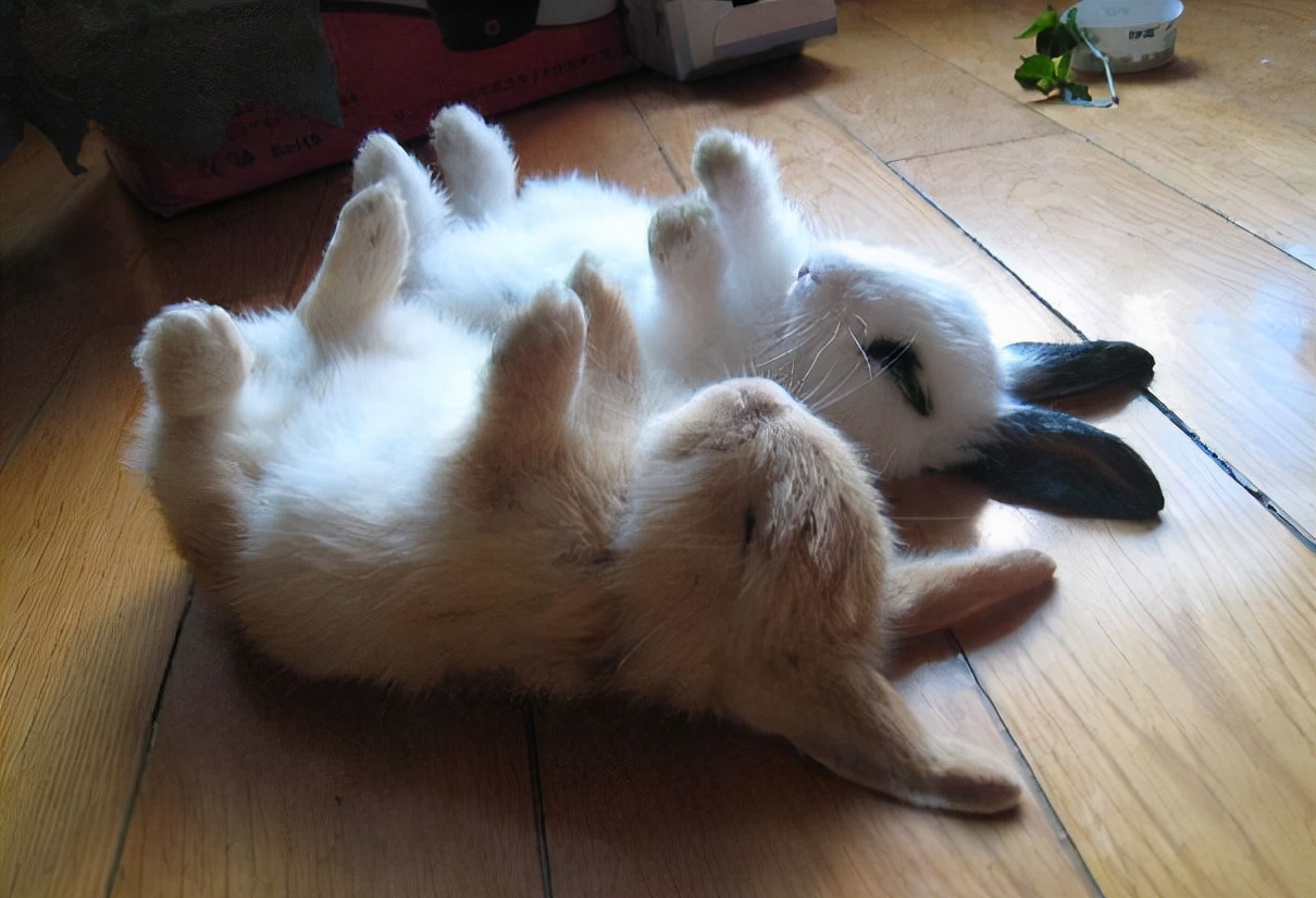 90后回家创业肉兔养殖,00后在农村创业养殖兔业