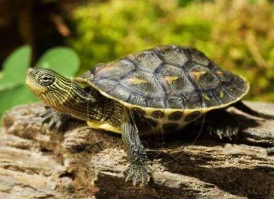 新手最适合养的20以下的龟,最容易养的十大龟怎么养