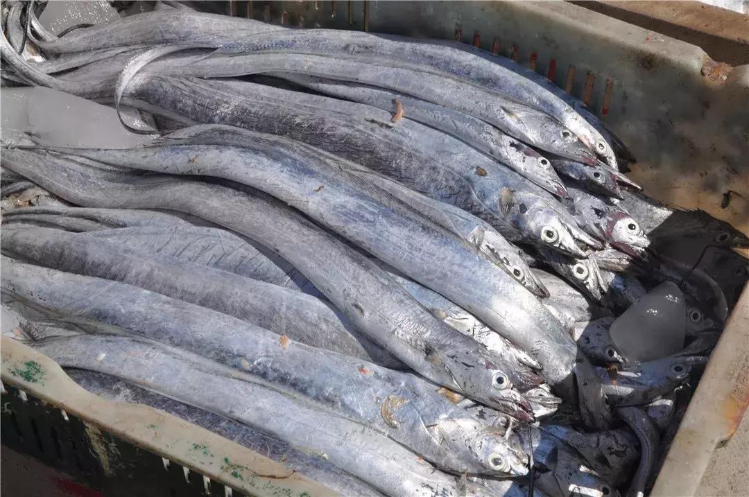 青岛开海了新鲜肥美的海鲜已上市,青岛开海红岛海鲜八大关