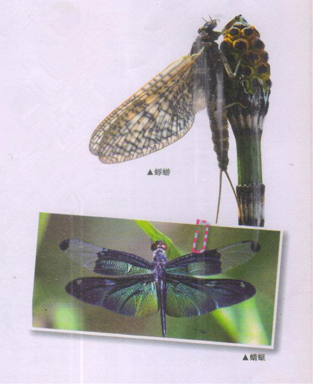 昆虫样子特点,昆虫视觉是什么样的