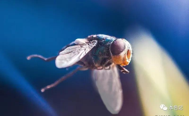浴室里的小苍蝇,厕所里的苍蝇
