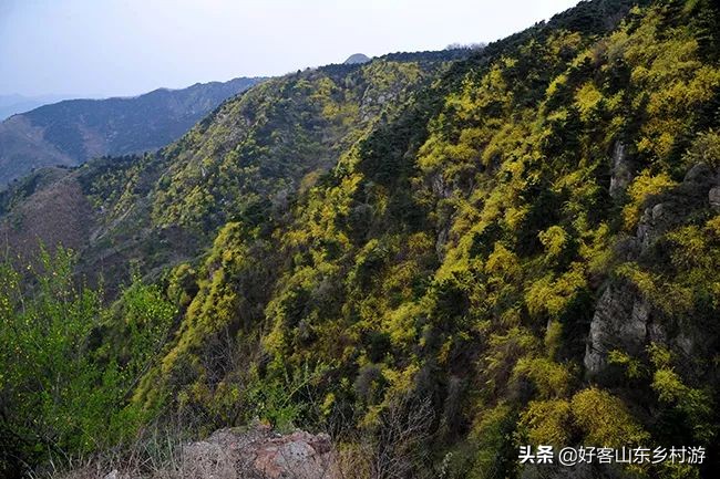 济南春季赏花自驾,济南踏青赏花新模式