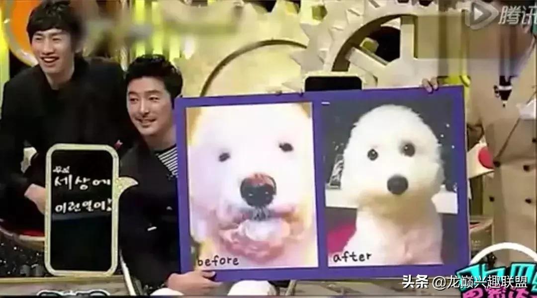 宠物整形有多可怕,宠物美容修脸