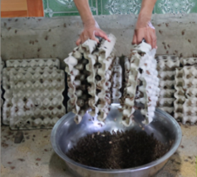 食用蟋蟀养殖赚钱吗农村,食用蟋蟀养殖