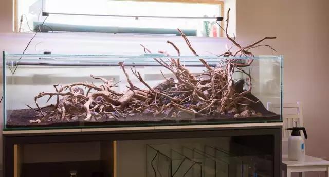 本色水景水草造景培训,本色水景水草培训