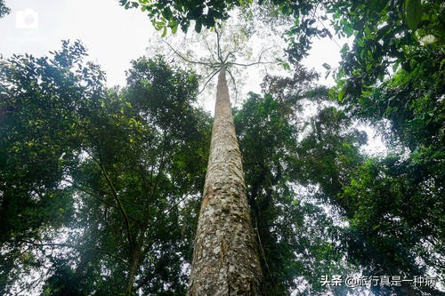 热带雨林复杂生态系统,复杂的热带雨林生态系统