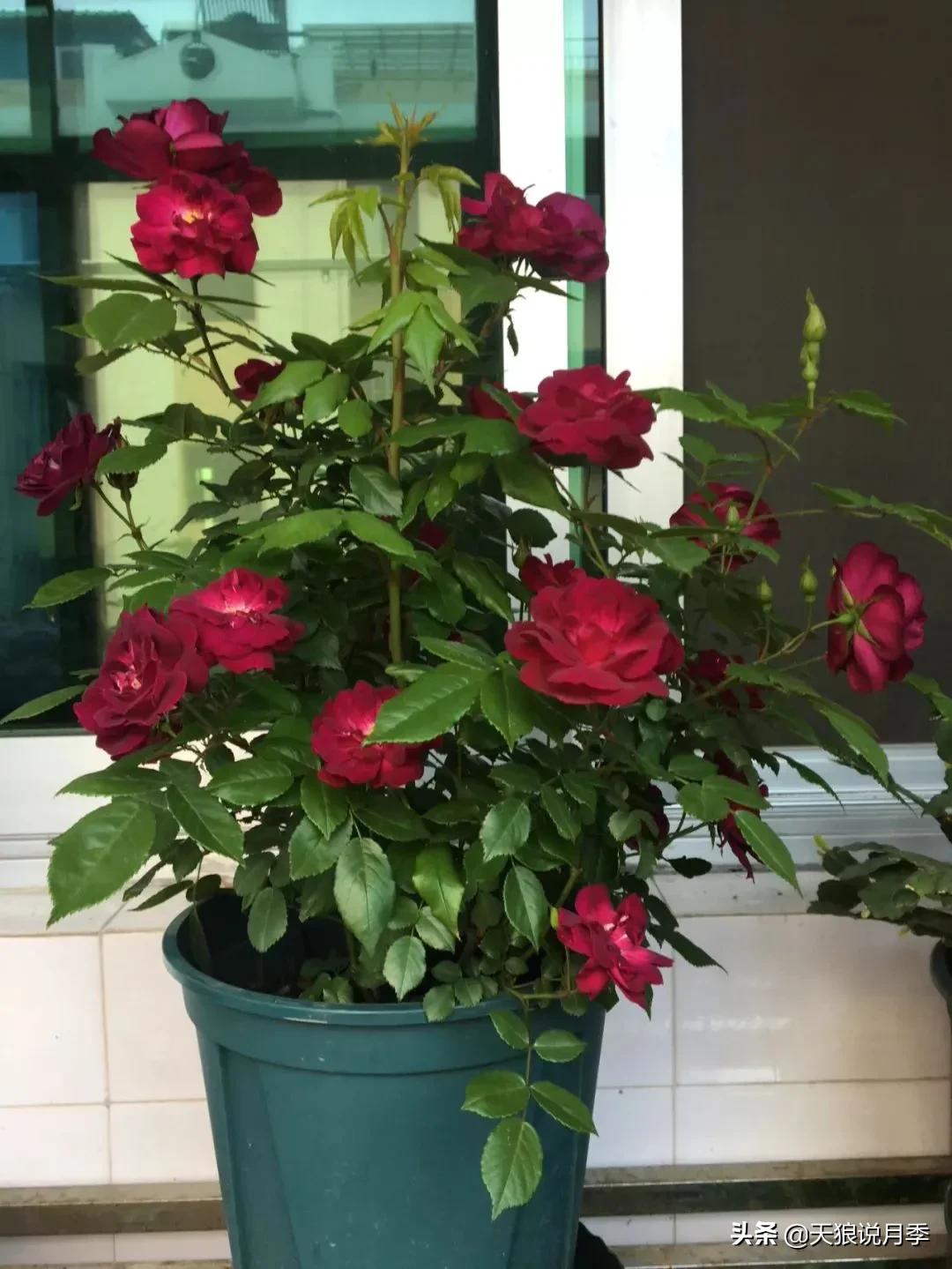 适合北阳台种的花园,采光差适合什么藤本月季