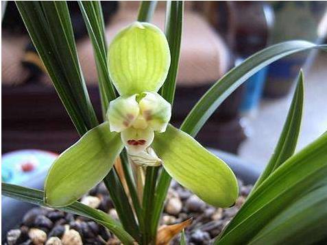 给我们科普一下兰花怎么养,200种兰花家庭莳养方法