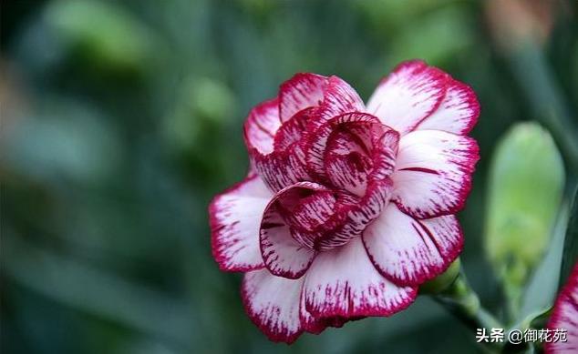 母亲节送康乃馨配什么花最适合,母亲节送康乃馨花怎么送