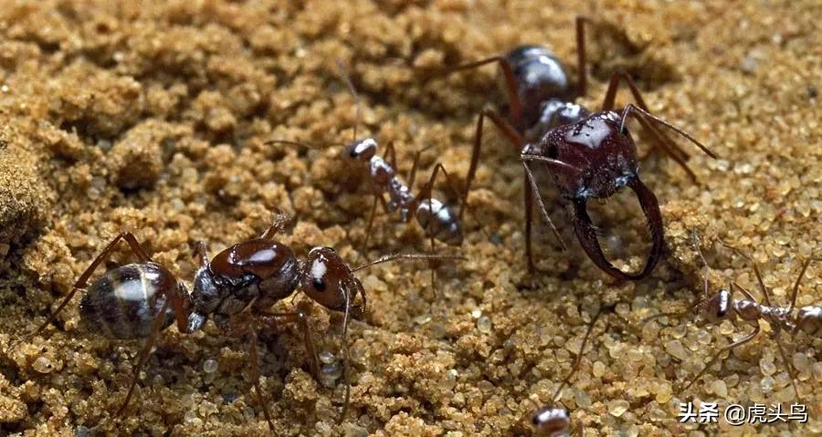 蛮荒无垠——撒哈拉沙漠