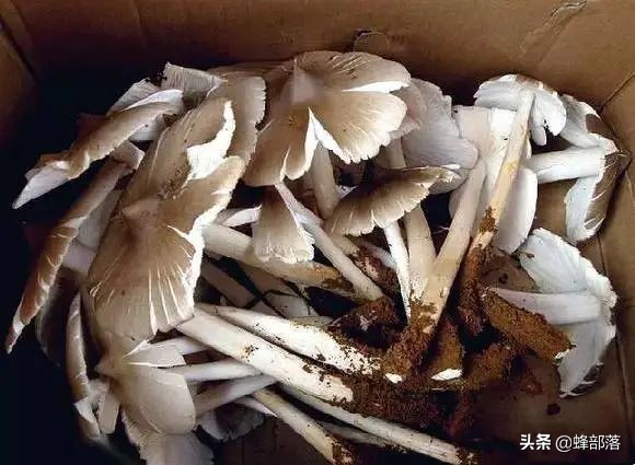 土人参多少钱一苗,土人参1千克得多少钱