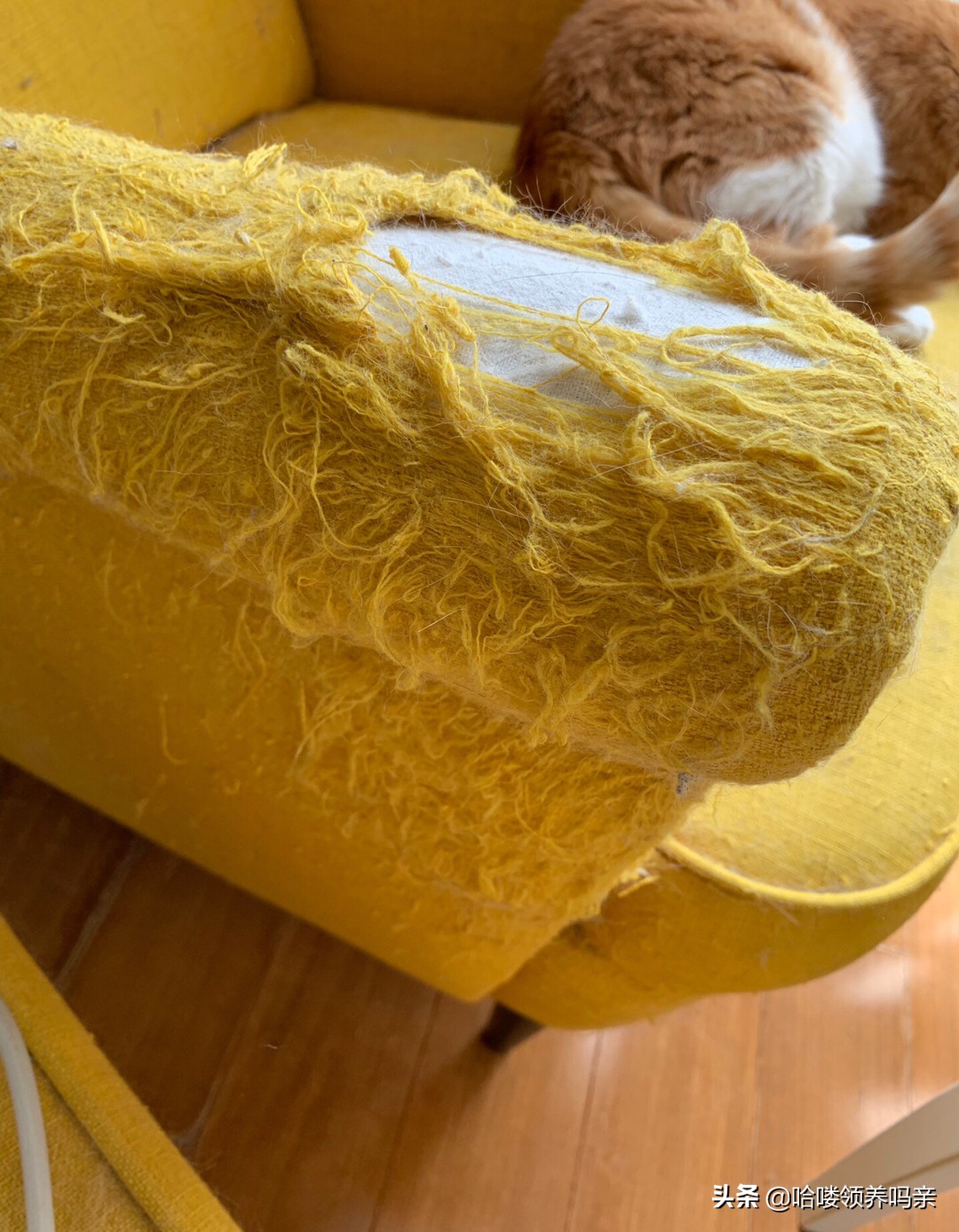 猫咪喜欢蹭家具,猫咪太爱叫了怎么解决