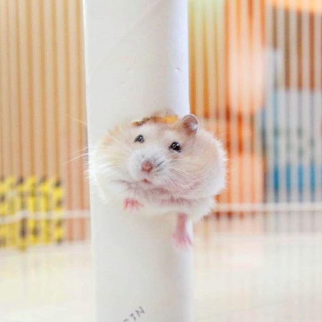 如何驯服一只不听话的小仓鼠,仓鼠躺鼠过程