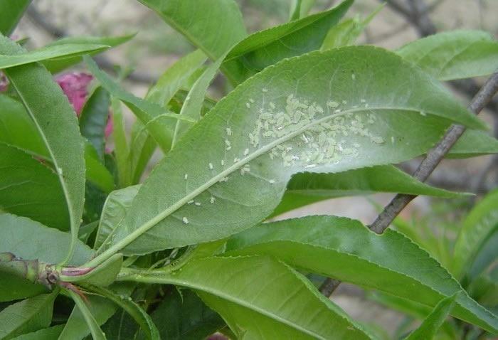 蚜虫的种类及图片大全,蚜虫种类有哪些图片