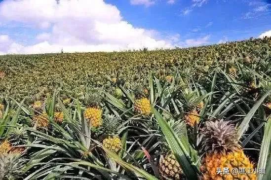 广东最美海滨城市湛江,广东湛江属于什么区