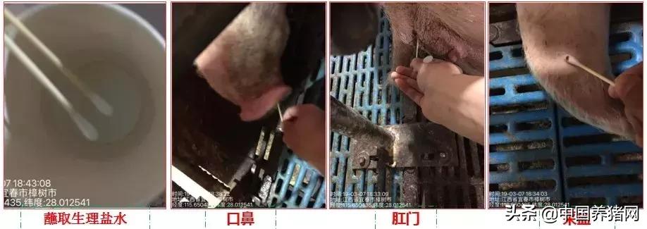 有非瘟如何拔牙,非瘟发生后如何拔牙