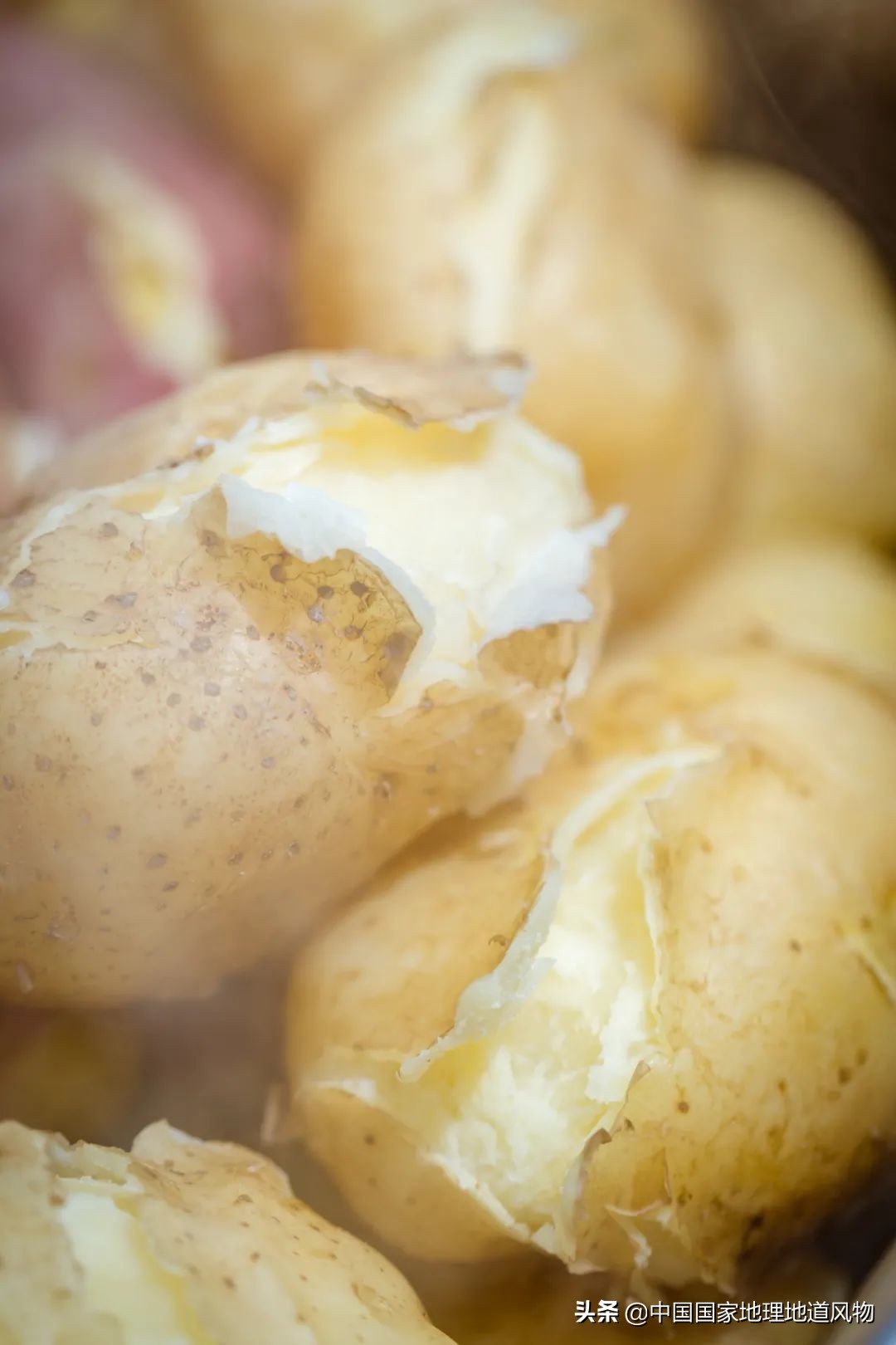 甘肃人的土豆,甘肃人的寿命长吗