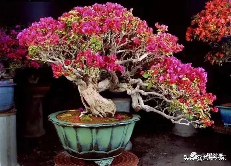 金银花盆景的修剪方法,盆景的修剪知识与技法