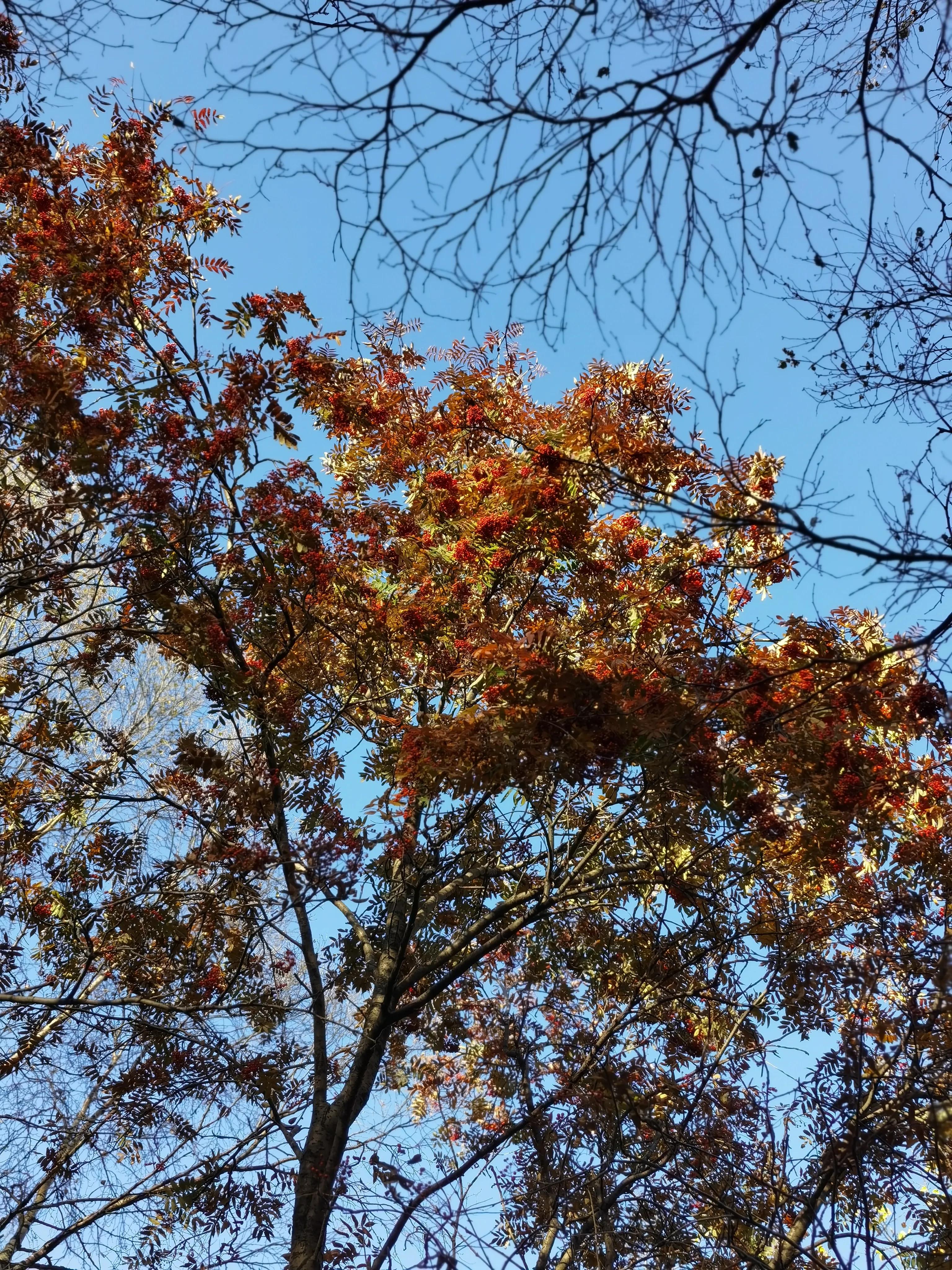 都知夏日驼梁美，秋季呢？阜平花塔村进山带您领略最美的秋日驼梁