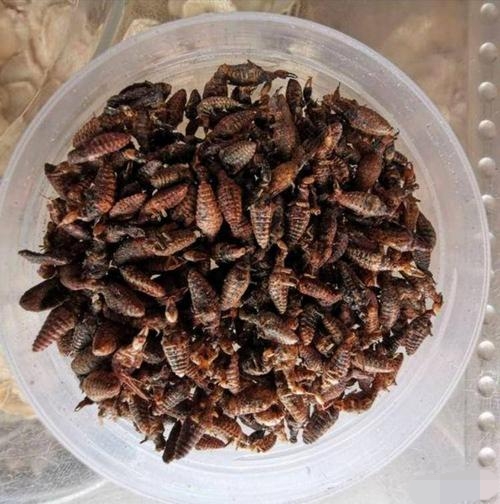 地牯牛虫收购多少钱一斤,地牯牛多少一斤