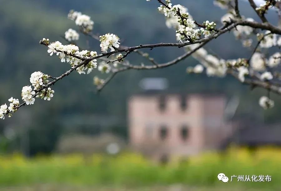 记录广州从化赏李花的美好时光,2022从化李花赏花期到几号最佳
