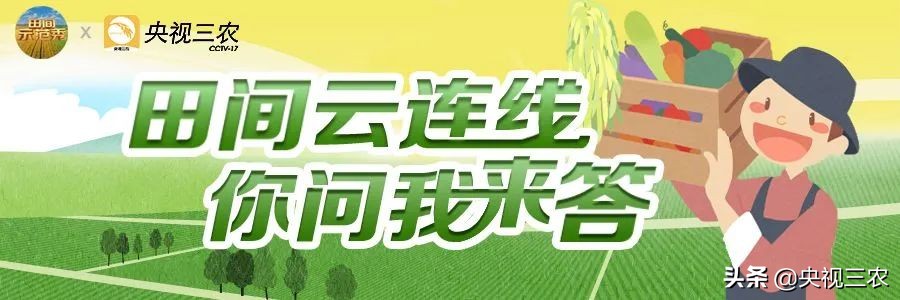 中医药专家讲解无花果功效和作用,无花果的秘密