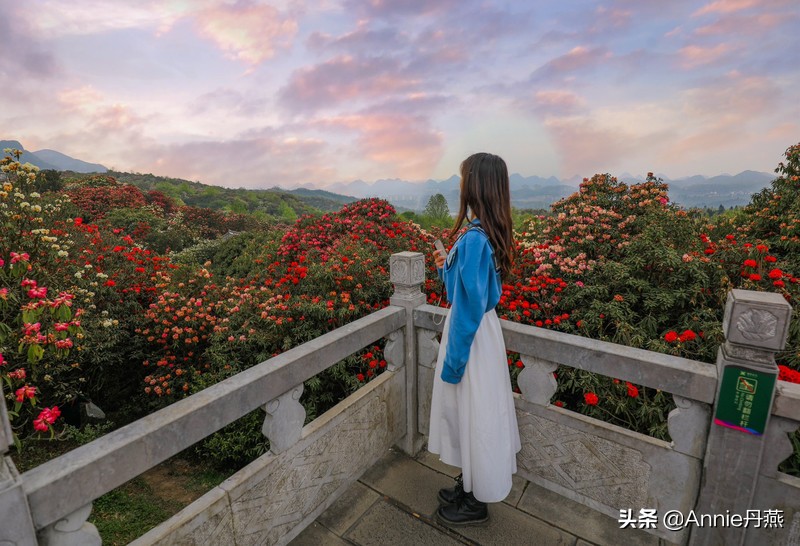 百里杜鹃花开如海,百里杜鹃百里盛开