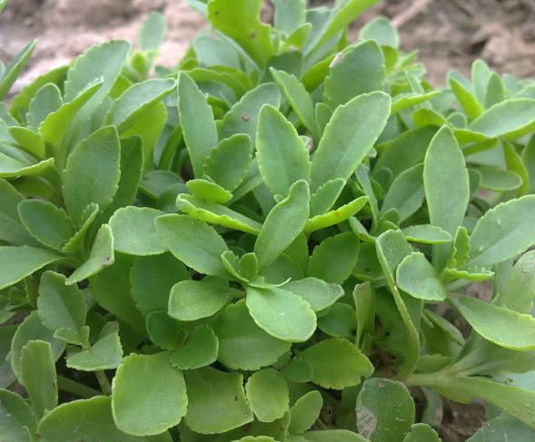 养心菜救心菜种植密度,2022年种植救心菜前景如何