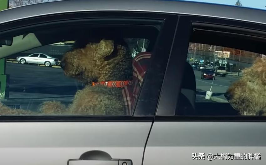 狗狗等主人回来太无聊,狗狗等主人回家一直叫
