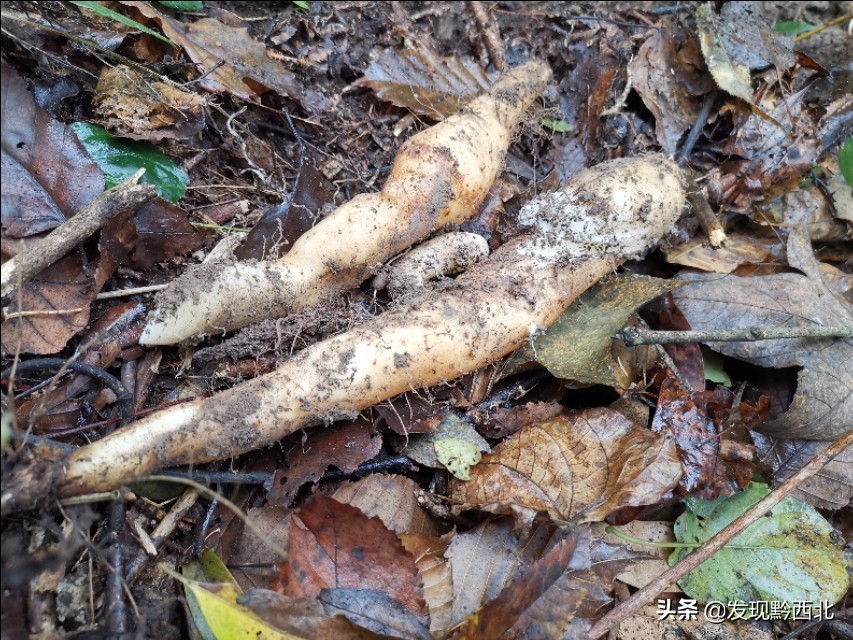 发现黔西北|毕节农村一种叫毛蕉的植物，做成食物很多人没有见过