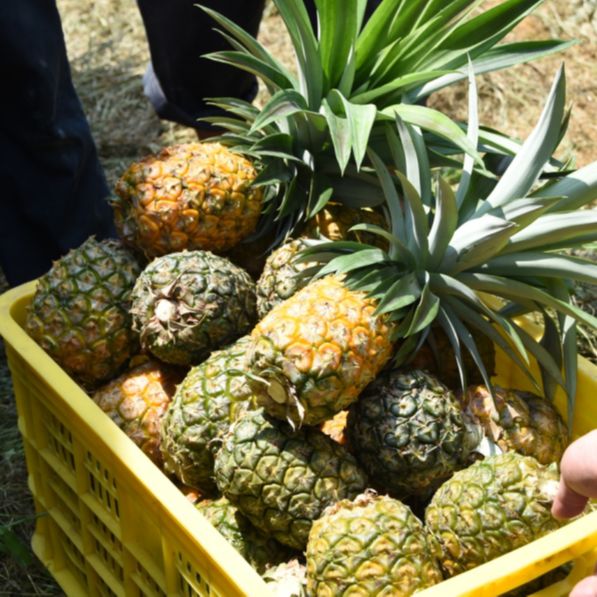 閫傚悎骞夸笢绉嶇殑蹇粨鏋滅殑姘存灉,鏂板瀷姘存灉璇曠