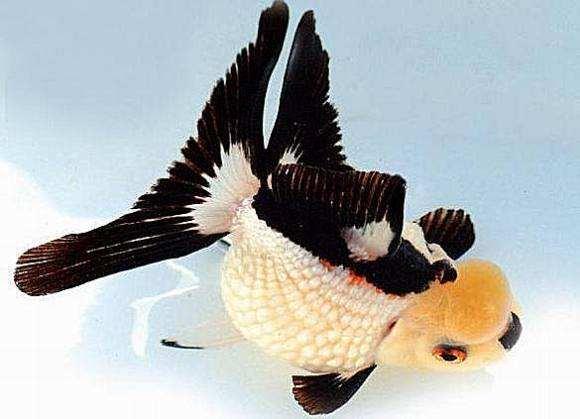 精品皮球珍珠金鱼图片,龙睛珍珠鳞金鱼