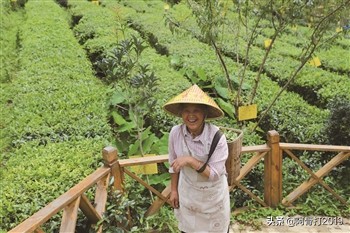 普定朵贝贡茶在哪个镇,普定朵贝贡茶专营店