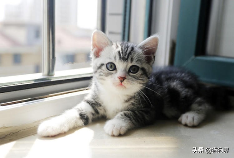 铲屎官身上的猫毛怎么处理,铲屎官怎么预防猫癣