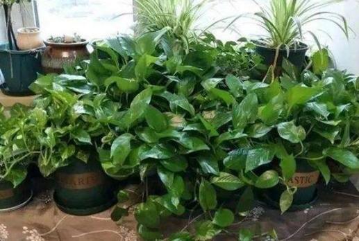 家庭盆栽废茶渣沤肥,牛奶和淘米水沤肥