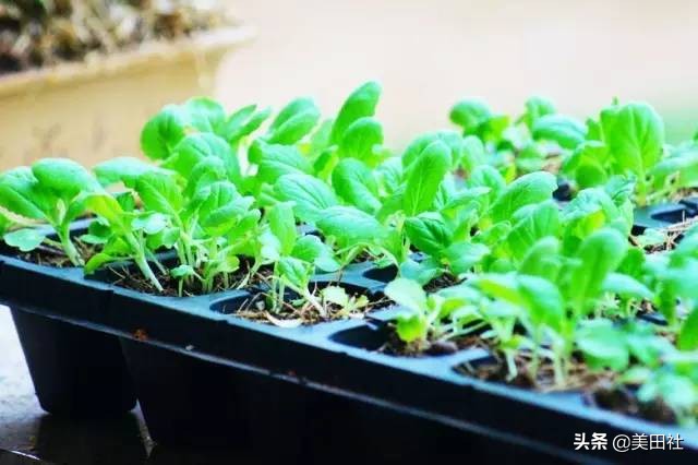 怎么样能纸上种菜,在家种菜可以做什么