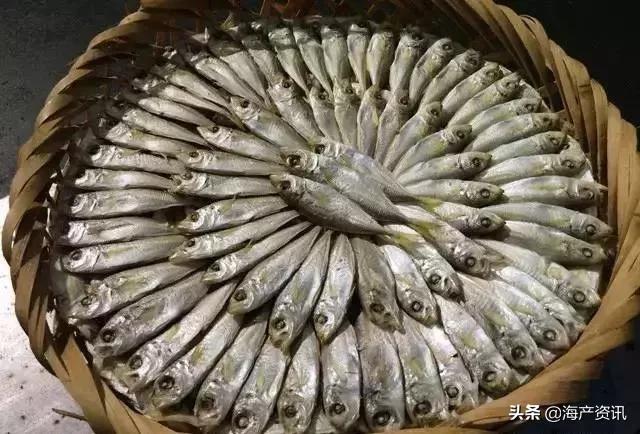 海鲜市场这4种鱼人工无法养殖,海鲜市场适合养什么鱼