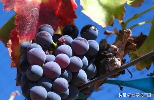 82年到底生产了多少瓶拉菲,82年拉菲还生产没