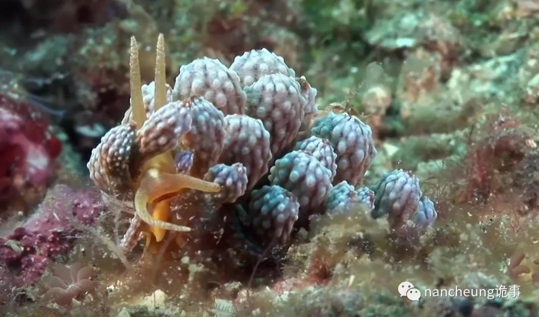 深海迷航第49天神秘生物,深海海底神秘的10种生物
