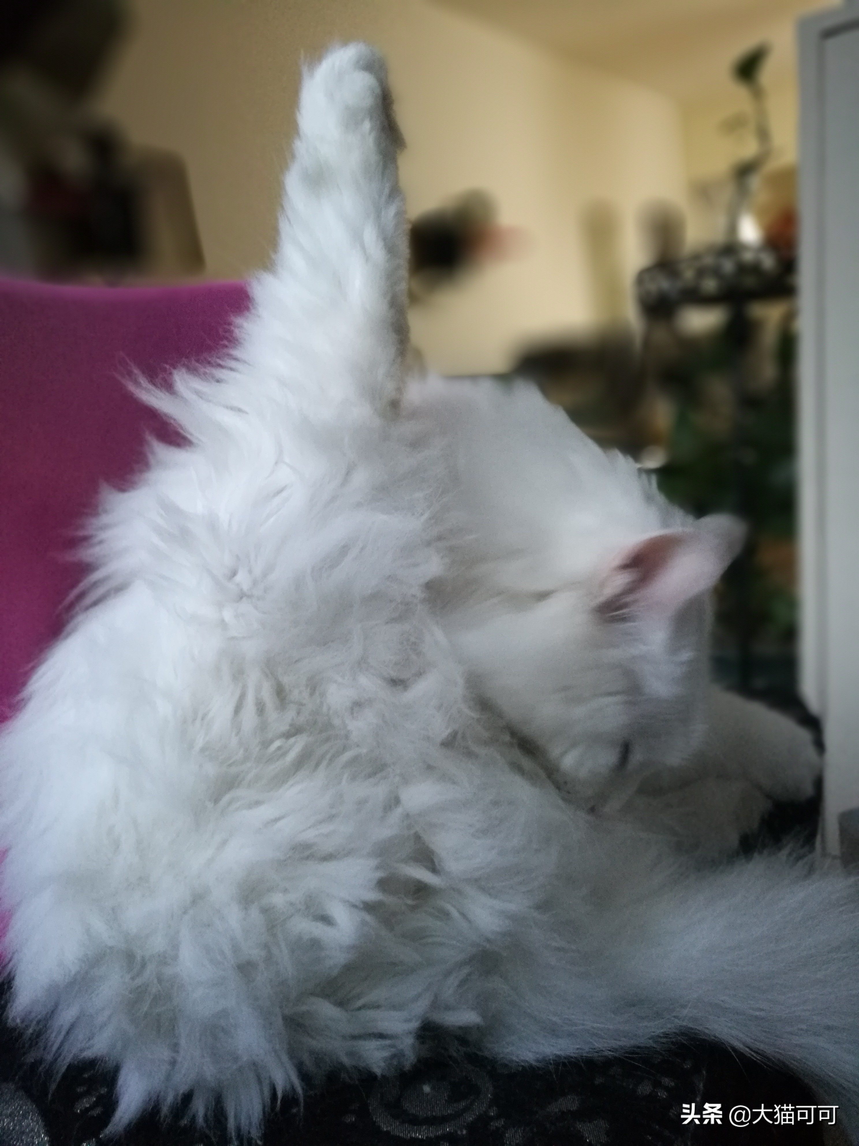 养猫如养娃系列,养猫如养老虎