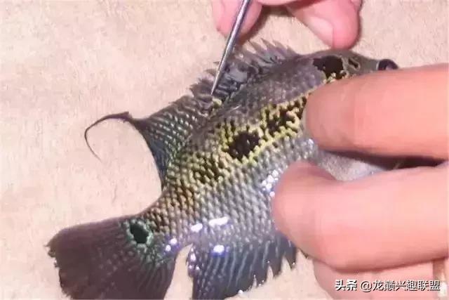 宠物整形有多可怕,宠物美容修脸