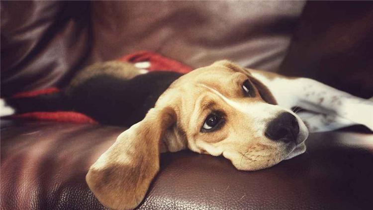 千万不要给狗狗吃这几种水果,这些水果千万别再给狗狗吃了