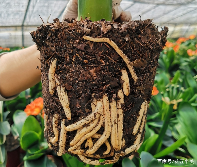 当温度过低或过高会发生什么,当温度到38度时有什么办法