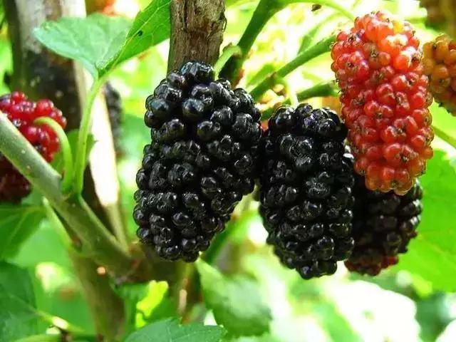 昆明石林景区值得去吗,昆明石林精华景点