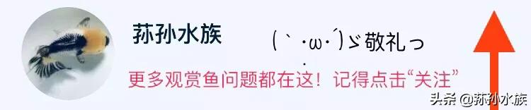 斗鱼日常维护用什么药,斗鱼鱼缸日常维护